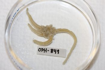 Media type: image;   Invertebrate Zoology OPH-841 Description: Preserved specimen.;